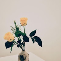 two yellow roses in a vase on a table